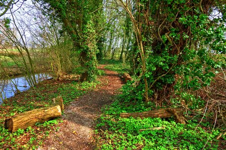 Ivy ivy grown footpath