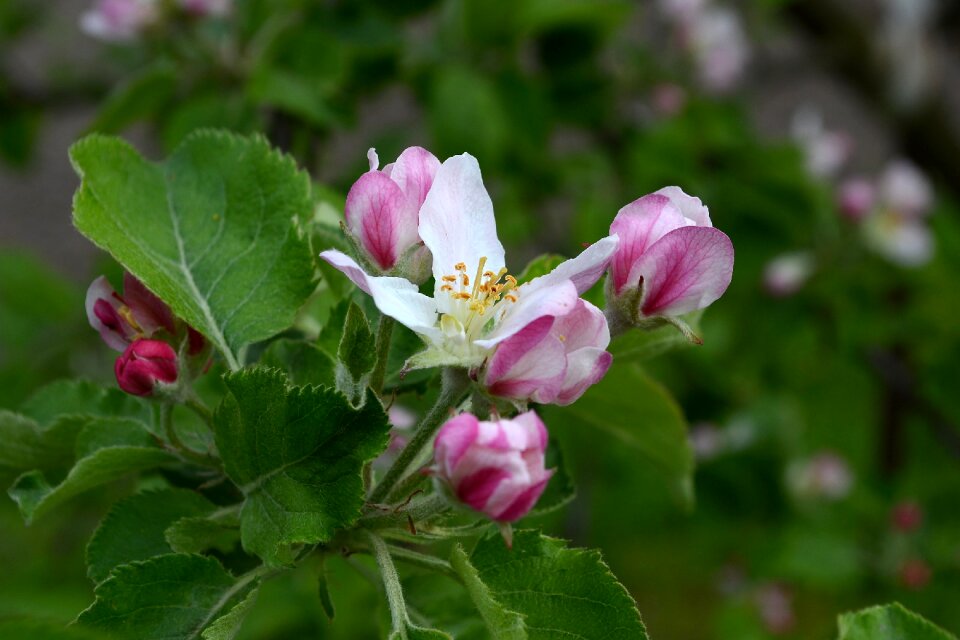 Plant sheet garden photo