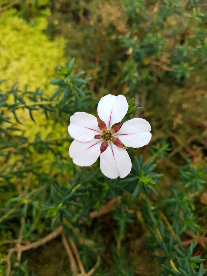 Summer garden evening primrose