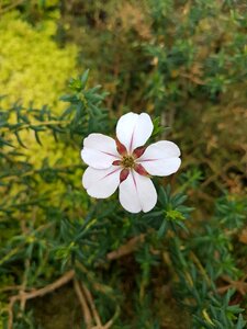 Summer garden evening primrose