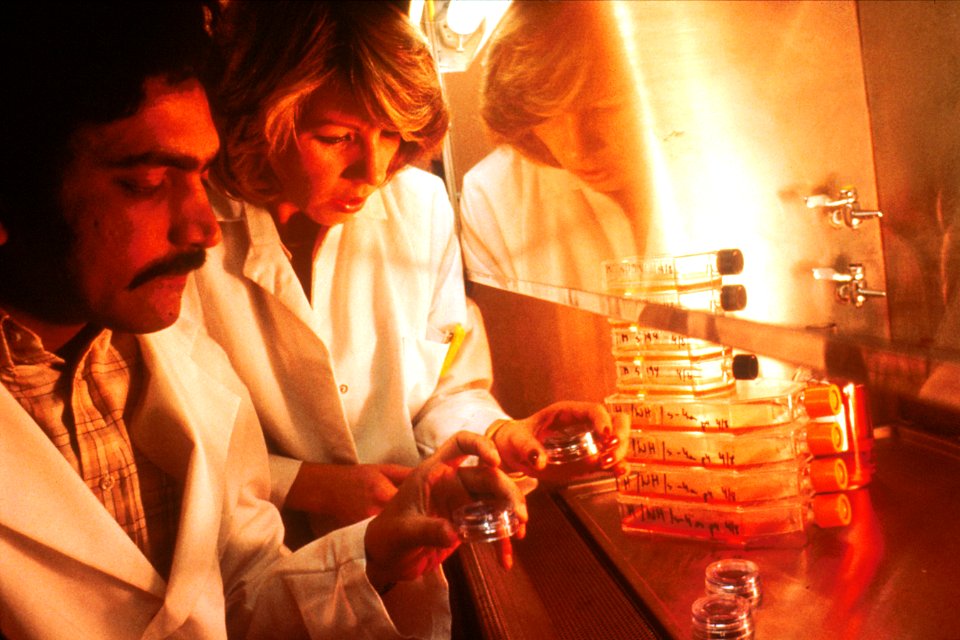 Technicians examine tissue culture