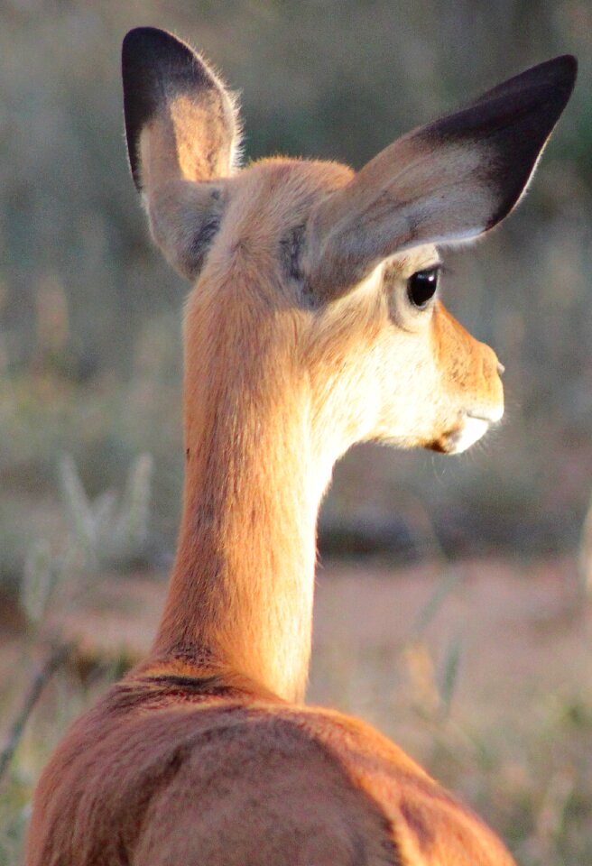 Impala wild antelope