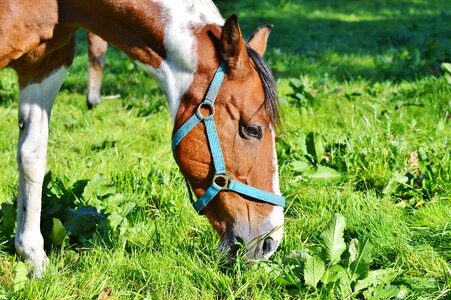 Equestrian coupling animal