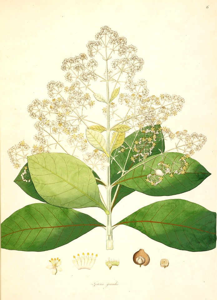 Tectona grandis CoromandelCoast 1-006