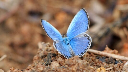 Blue powder butterfly insect natural photo