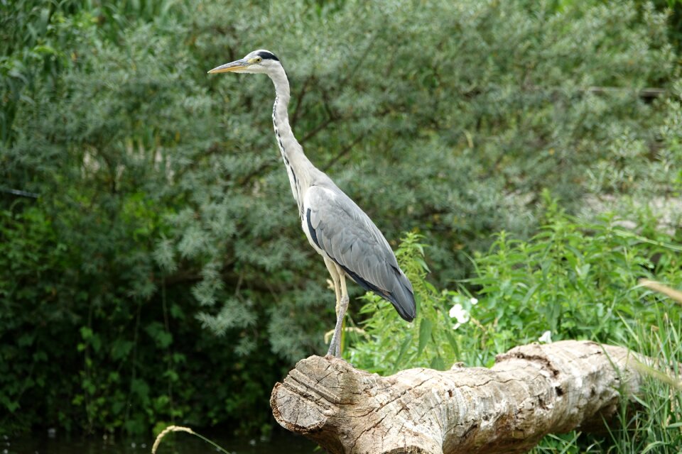 Water birds water bird