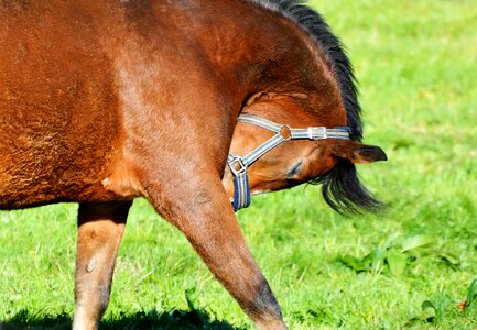 Equestrian coupling animal