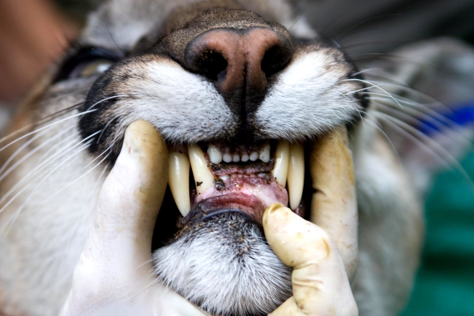 Teeth Close Up (8970172041)