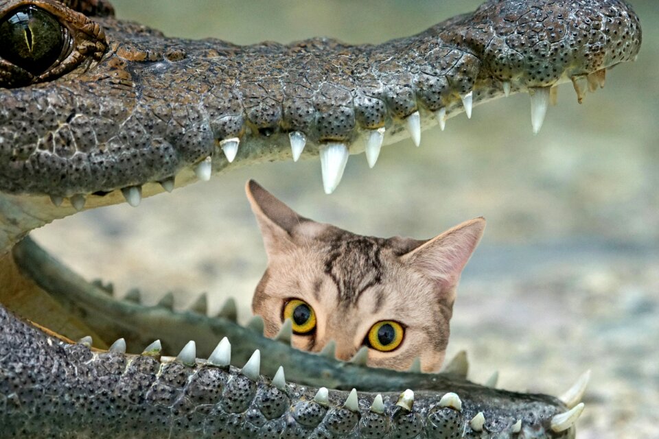 Animal world predator cat