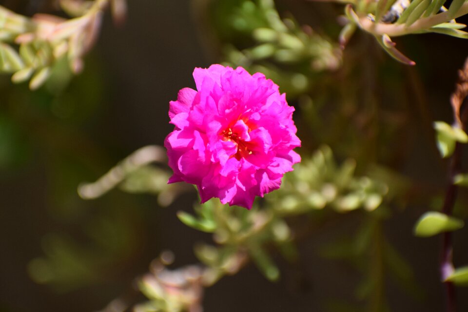 Floral plant petal