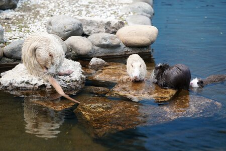 Water pond nature photo