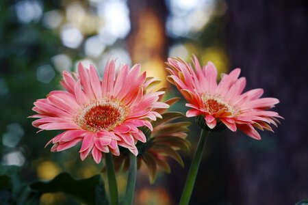 Petal floral gerbera photo