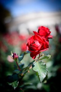 Landscape photography a red red rose flower photo