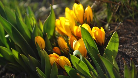 Yellow spring garden photo