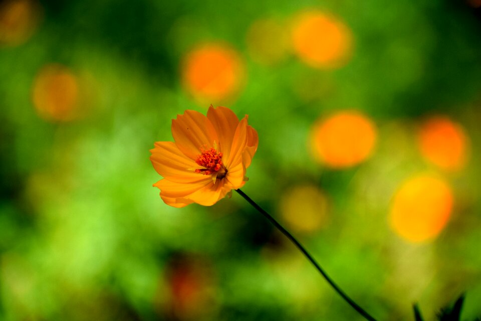 Floral plant petal