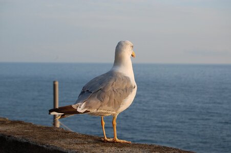Ocean costa seagull