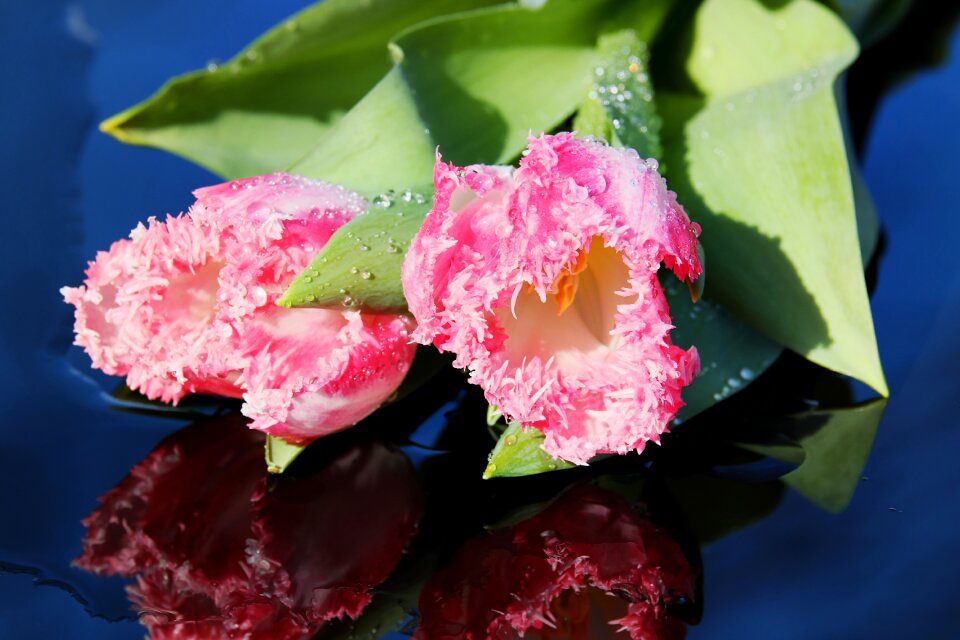 Spring flowers drop of water bright