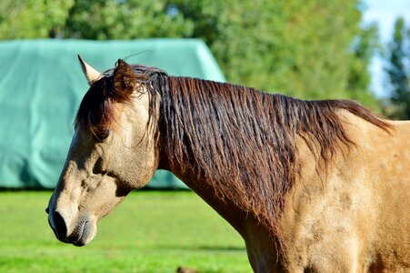 Equestrian coupling animal