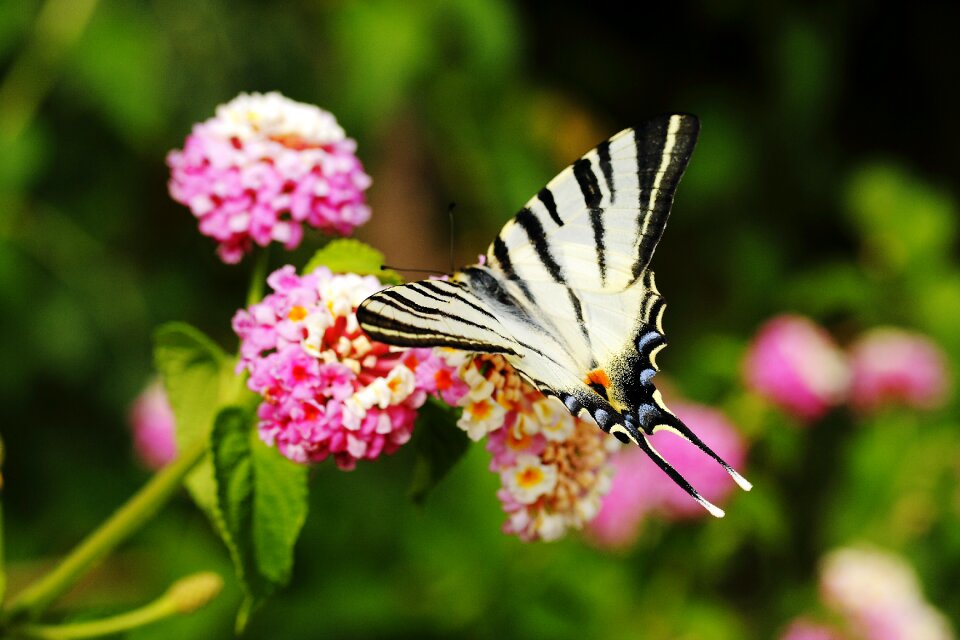 Fly beautiful flowers