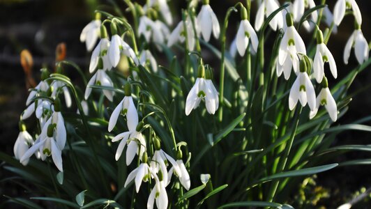 Spring flowers winter