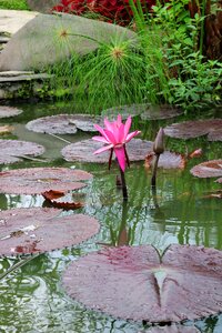 Water flora garden