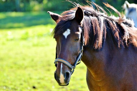 Equestrian coupling animal photo