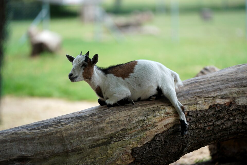 Fur animal livestock