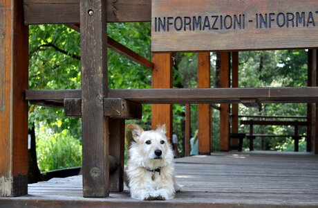 Reception guardian dog model