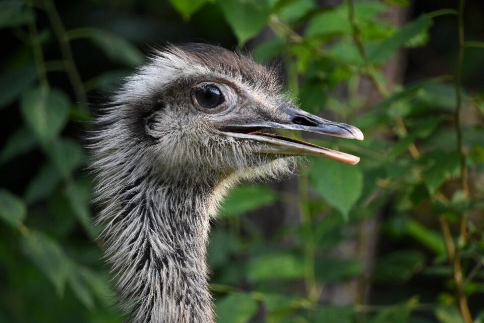 Profile animal llama