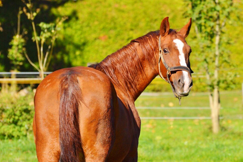 Equestrian coupling animal