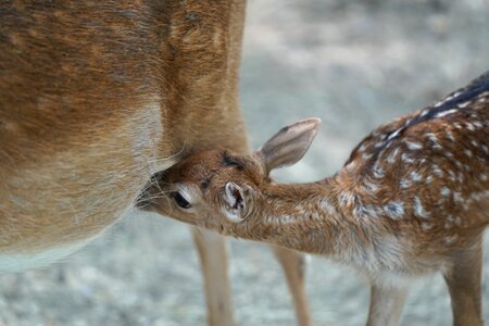 Fawn young kitz photo