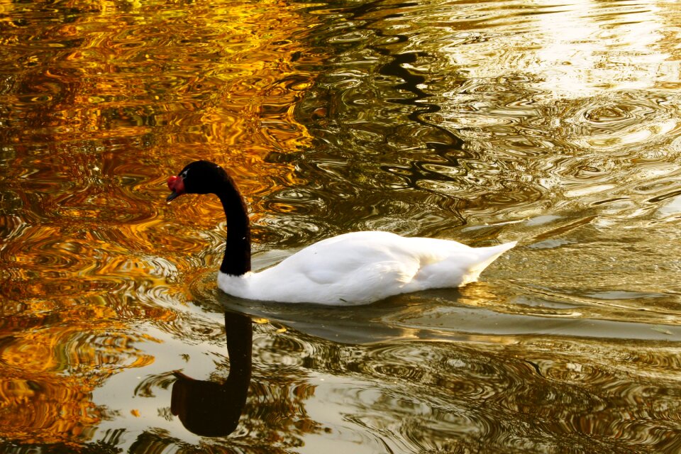 Autumn nature pond