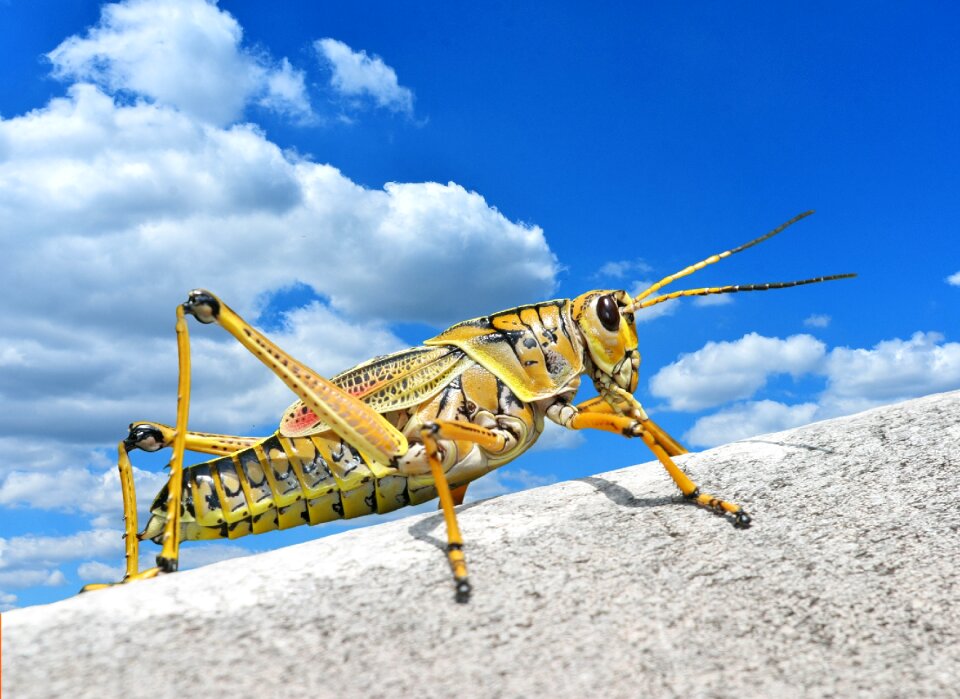 Insect romaleidae animal