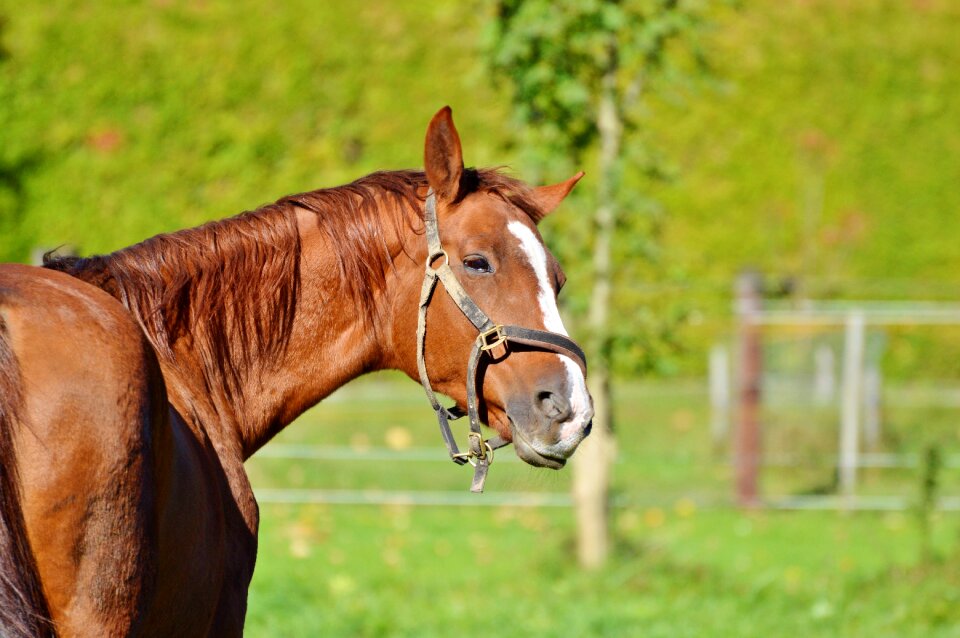 Equestrian coupling animal