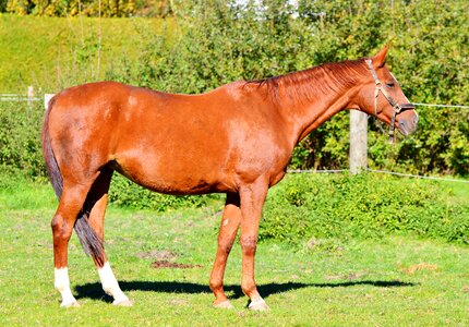 Equestrian coupling animal