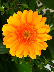 Gerbera yellow blossom photo