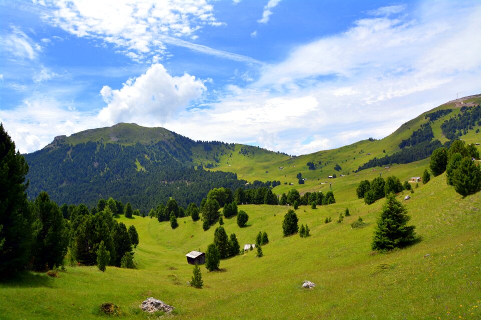 Green trees nature