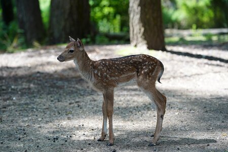 Fawn young kitz photo