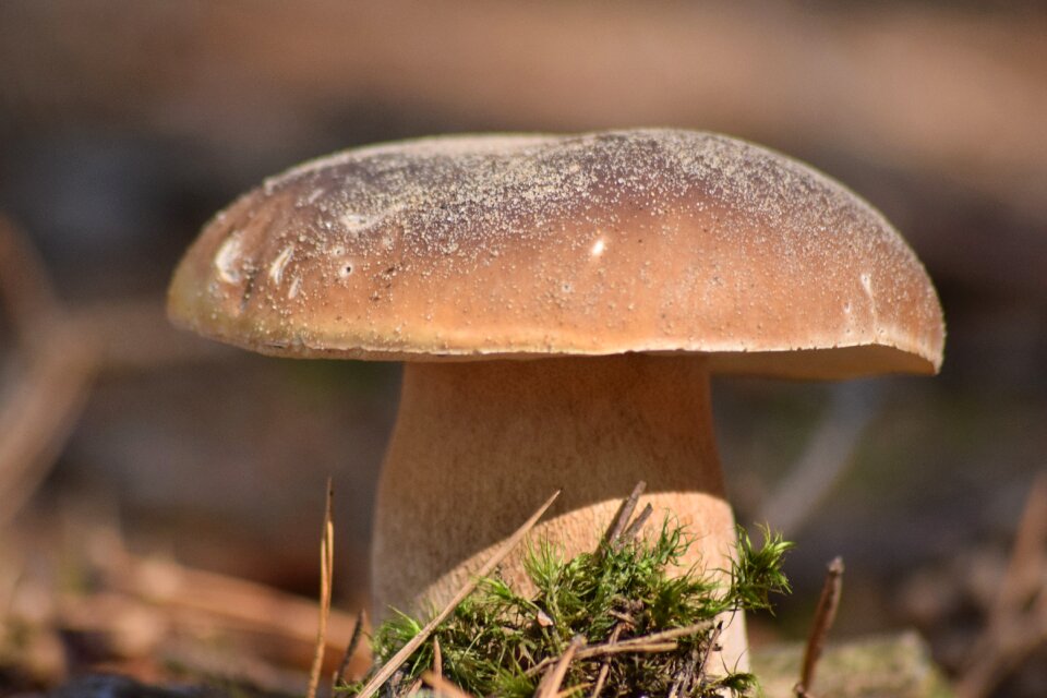 Autumn the collection of wild mushrooms
