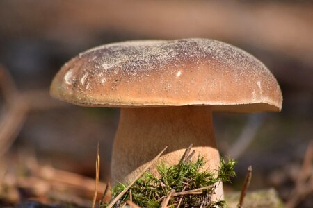 Autumn the collection of wild mushrooms photo