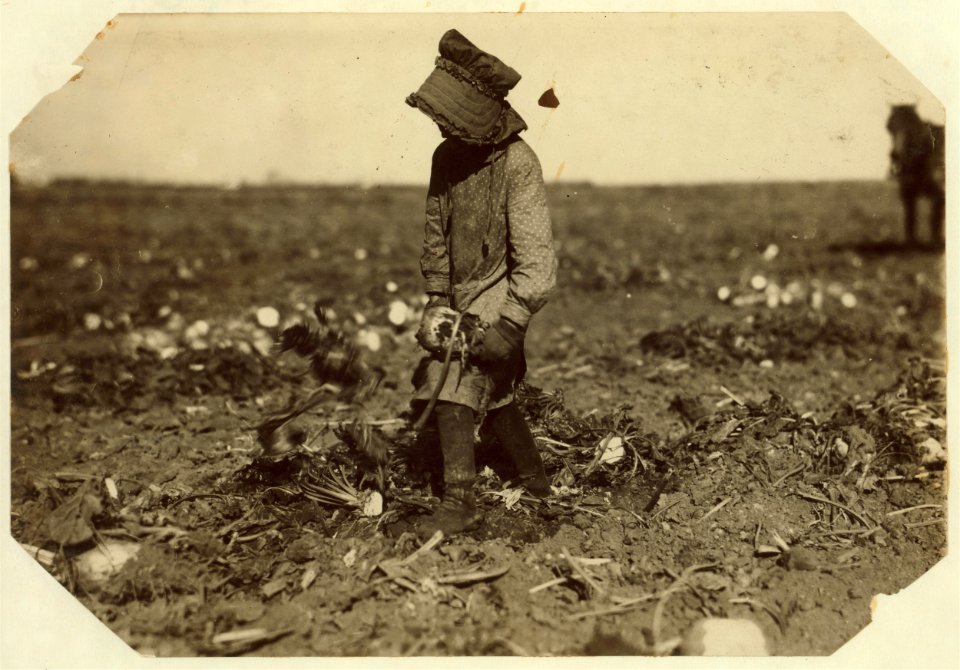 Ten-year-old Mollie Steuben topping beets. Many children of this age put in a full day's work, and many begin younger. The work is hard and the children sometimes cut themselves or are LOC cph.3a19626