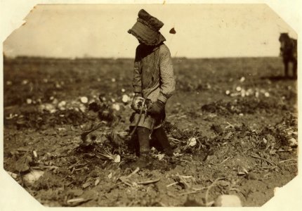 Ten-year-old Mollie Steuben topping beets. Many children of this age put in a full day's work, and many begin younger. The work is hard and the children sometimes cut themselves or are LOC cph.3a19626