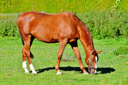 Equestrian coupling animal