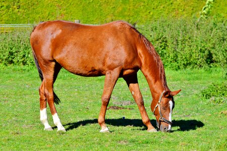 Equestrian coupling animal photo