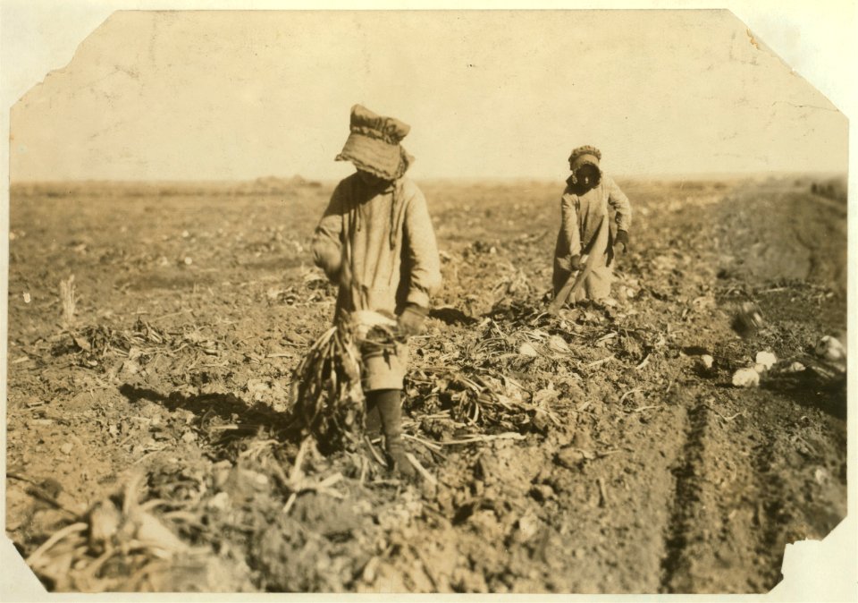 Ten-year-old Mollie Steuben topping beets. Many children of this age put in a full day's work, and many begin younger. The work is hard and the children sometimes cut themselves or are LOC cph.3a25269