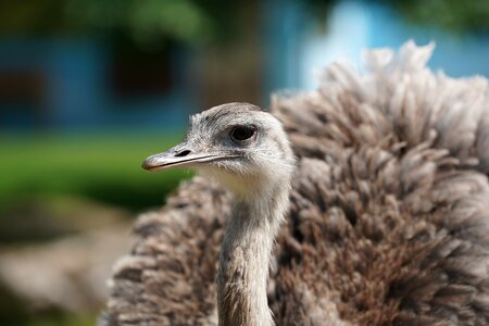 Safari national park wild animal photo