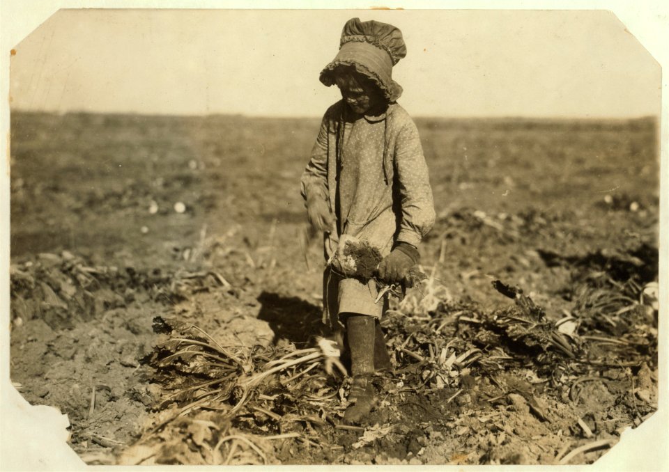Ten-year-old Mollie Steuben topping beets. Many children of this age put in a full day's work, and many begin younger. The work is hard and the children sometimes cut themselves or are LOC cph.3a01109