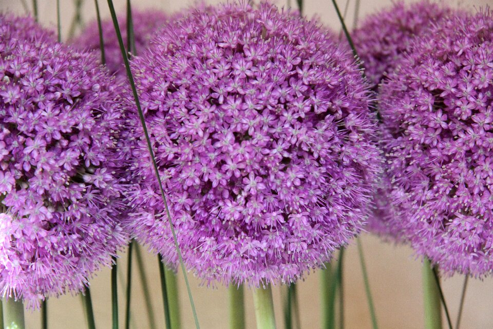 Flowers garden flower ball