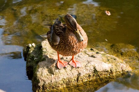 Animal water bird pond