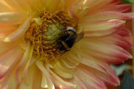 Summer garden close up photo